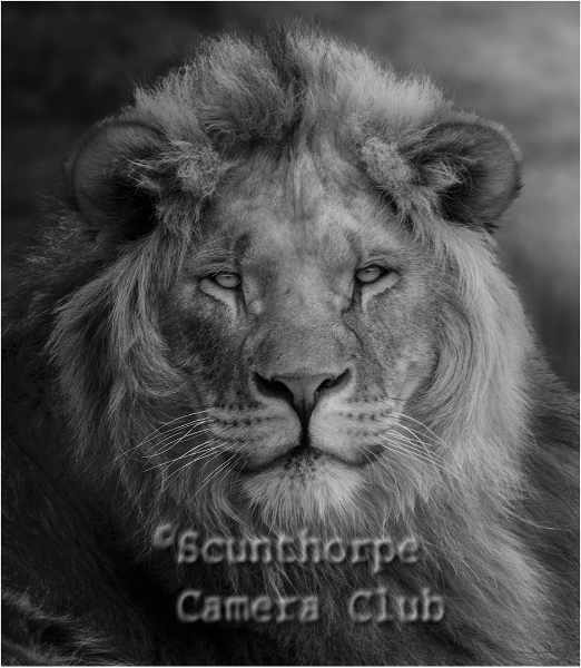 Long live the king 